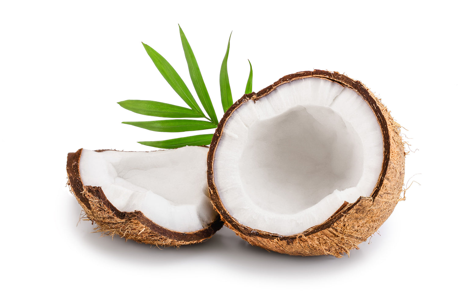 eine offene Kokosnuss | an open coconut